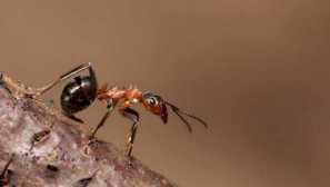 Mravenci cítí pravdu o zbytku hmyzu